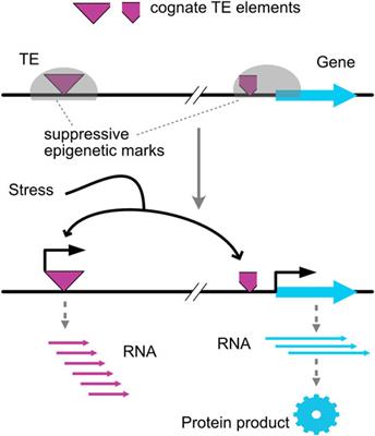 Triggers and mediators of epigenetic remodeling in plants